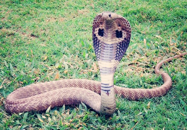 cobra tattoo meaning