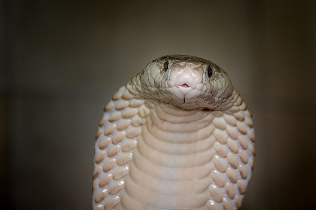 cobra tattoo meaning