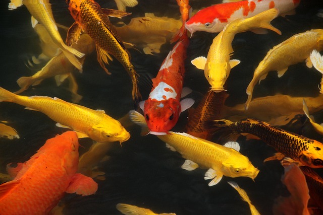 2 koi fish tattoo meaning