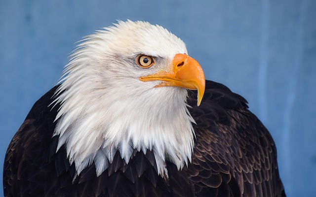 tattoo mexican eagle