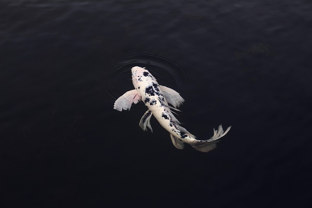 What Does Dragon Koi Fish Tattoo Meaning Reveal About Feminine Strength in 2026