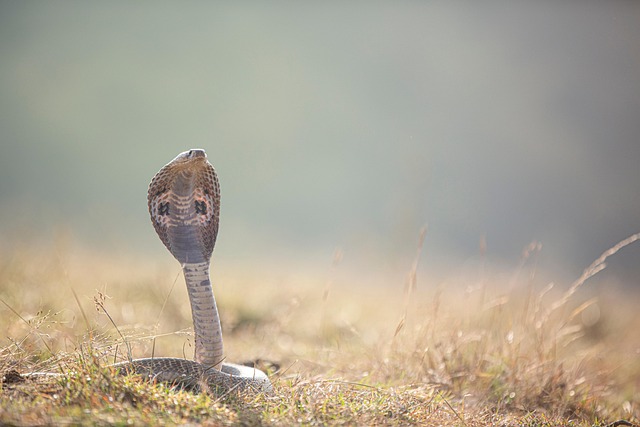 serpent tattoo meaning