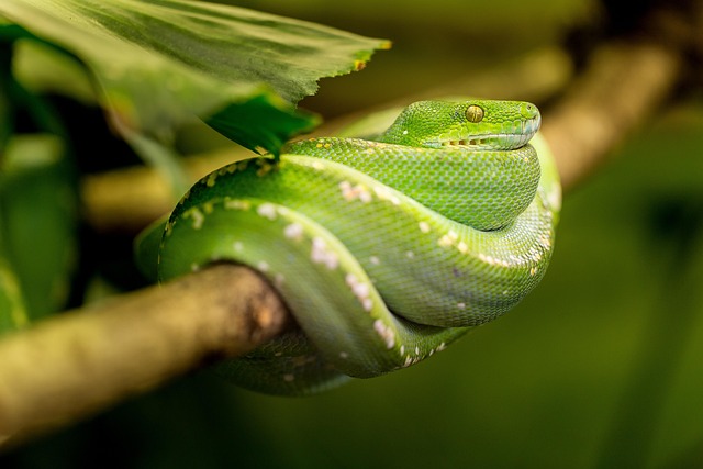 meaning of a snake tattoo