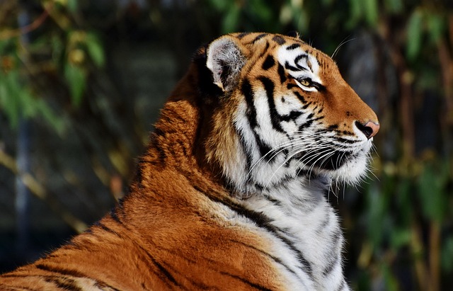 What Makes a Realism Tiger Tattoo the Ultimate Expression of Micro Realism