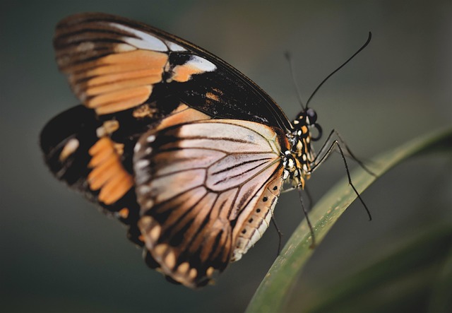 significance of butterfly tattoo