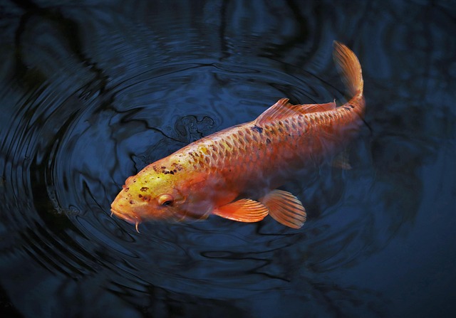 fish koi tattoo