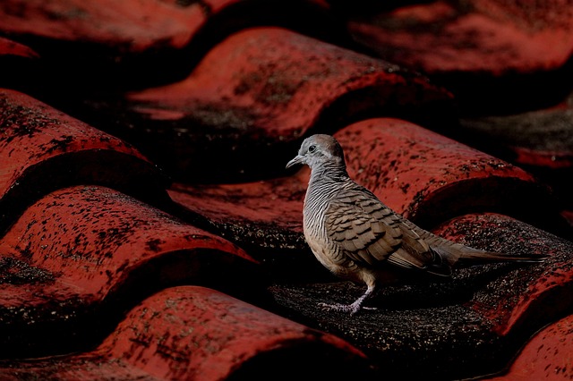 tattoo doves