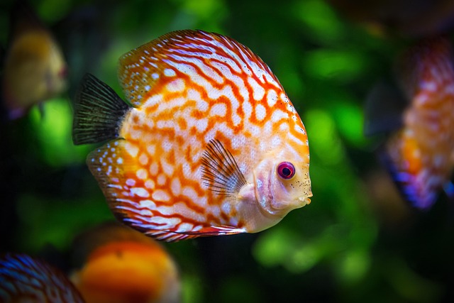 fish polynesian tattoo
