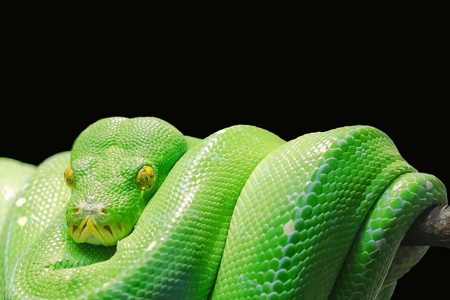 meaning of a snake tattoo