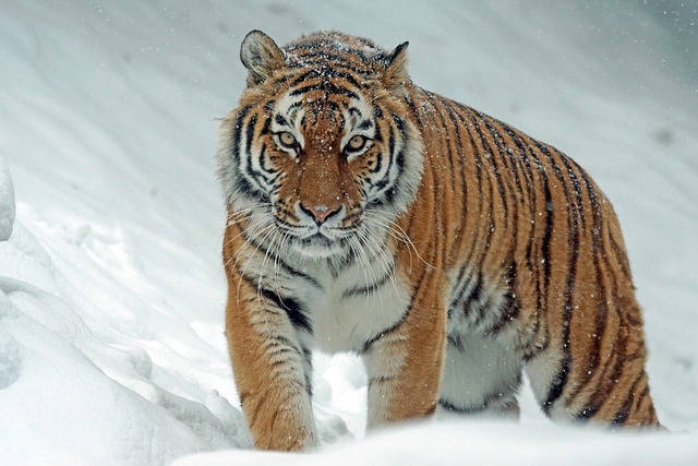 realism tiger tattoo
