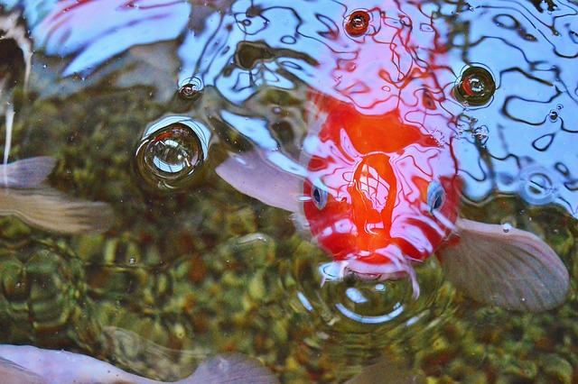 dragon koi fish tattoo meaning