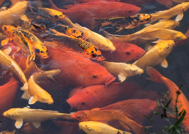 koi fish tattoo color meaning