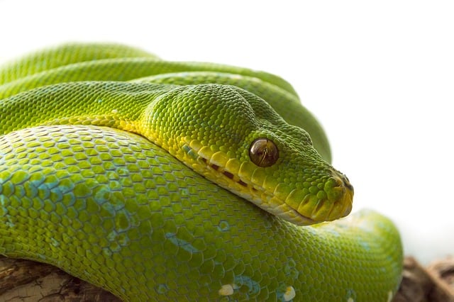 serpent tattoo meaning