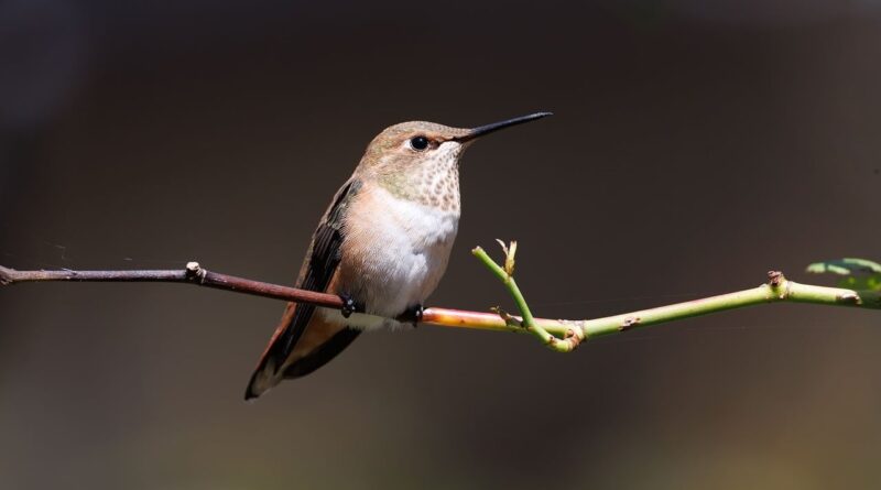 hummingbird, nature, bird, wildlife, garden bird, nectar bird, colorful bird, tiny bird, flying bird, nature photography, backyard bird, rufous hummingbird, pollinator, bird photography, wild bird, animal, perch, motion, flight