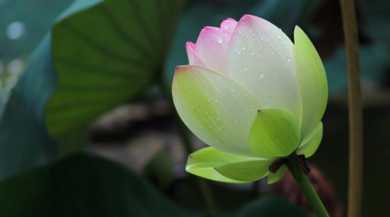 bloom, after the rain, lotus, lotus, lotus, lotus, lotus, lotus