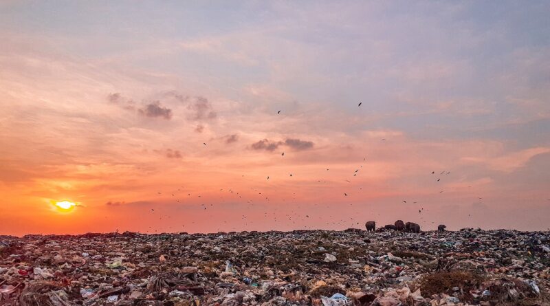 trash, trash land, trash dump, pollution, nature, sky, sunset, reflection, beauty, beautiful, rubbish, srilanka, elephants, elephants eating trash, polythene, asian elephants, earth day