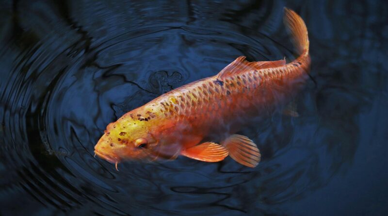 animal, fish, koi, carp-like, swim, nature, water, pond