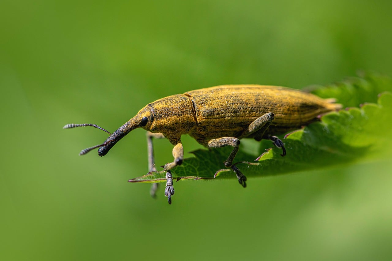 nature, weevil, light green, macro, insect, leaf, outdoors, pest, green, beetle, small, bug, spring, summer, antenna, garden, yellow, detail, formal garden, environment