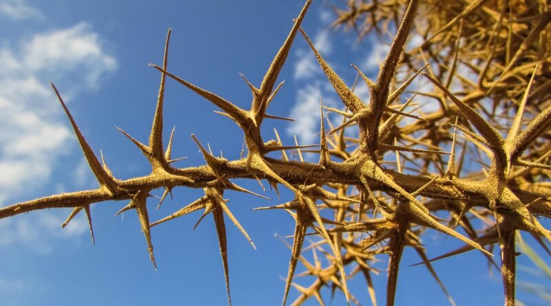 thorns, sharp, plant, nature, painful, spike, thorns, thorns, thorns, thorns, thorns, painful, painful