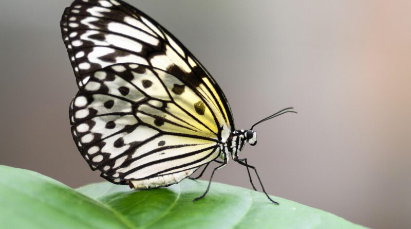 butterfly, exotic, great glider, idea leuconoe