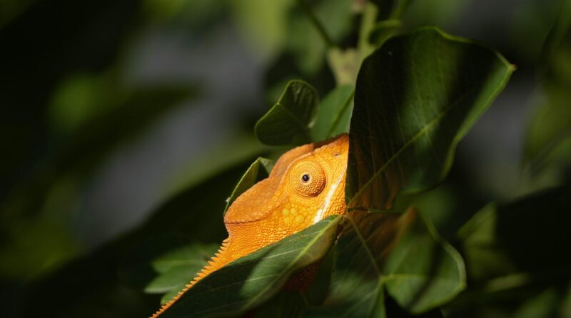 nature, forest, animal, wildlife, green, plant, lizard, animal, animal, animal, wildlife, wildlife, wildlife, wildlife, wildlife