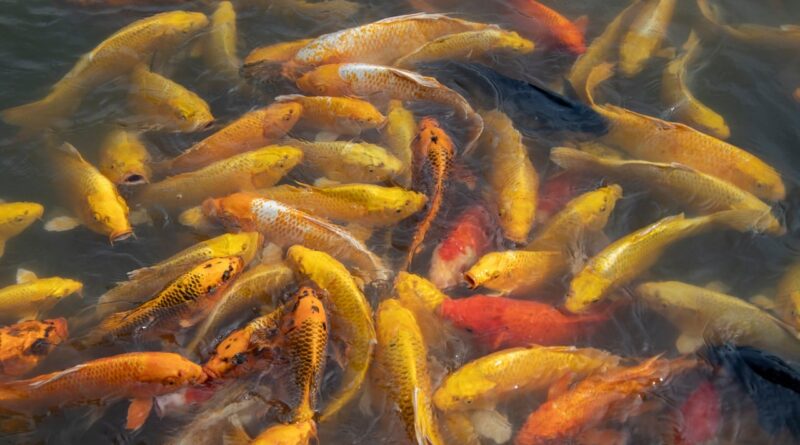koi, pond, fish, koi carp, water, swimming, golden, group, nature, colorful, lake, yellow, ornamental, waves, manual, wale, feeding, zoological, aquarium, pattern, ornamental pond
