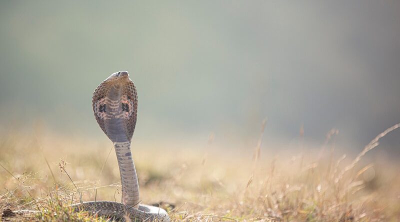 snake, reptile, species, indian cobra, wild, dangerous, snake, snake, snake, snake, snake