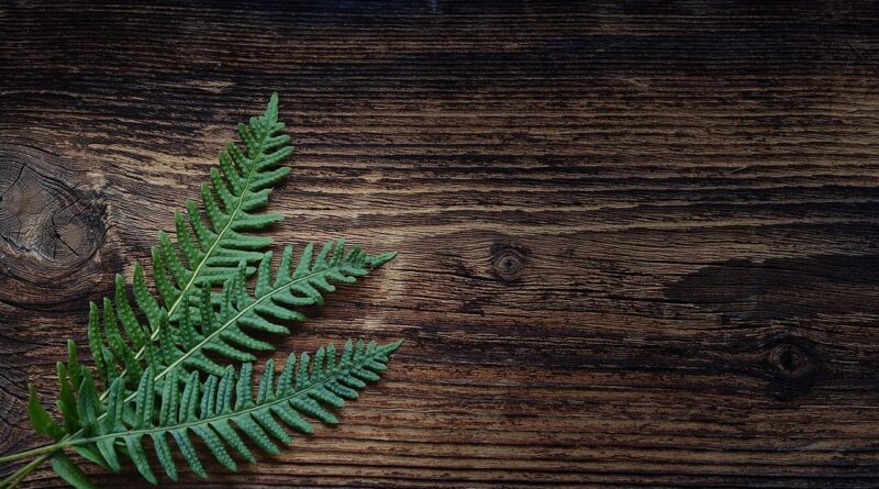 fern, free background, 4k wallpaper 1920x1080, laptop wallpaper, desktop backgrounds, floral background, full hd wallpaper, plant, wallpaper hd, windows wallpaper, 4k wallpaper, wood, wallpaper 4k, beautiful wallpaper, small fern, nature, mac wallpaper, cool backgrounds, free wallpaper, grunge, texture, hd wallpaper, copy space, background