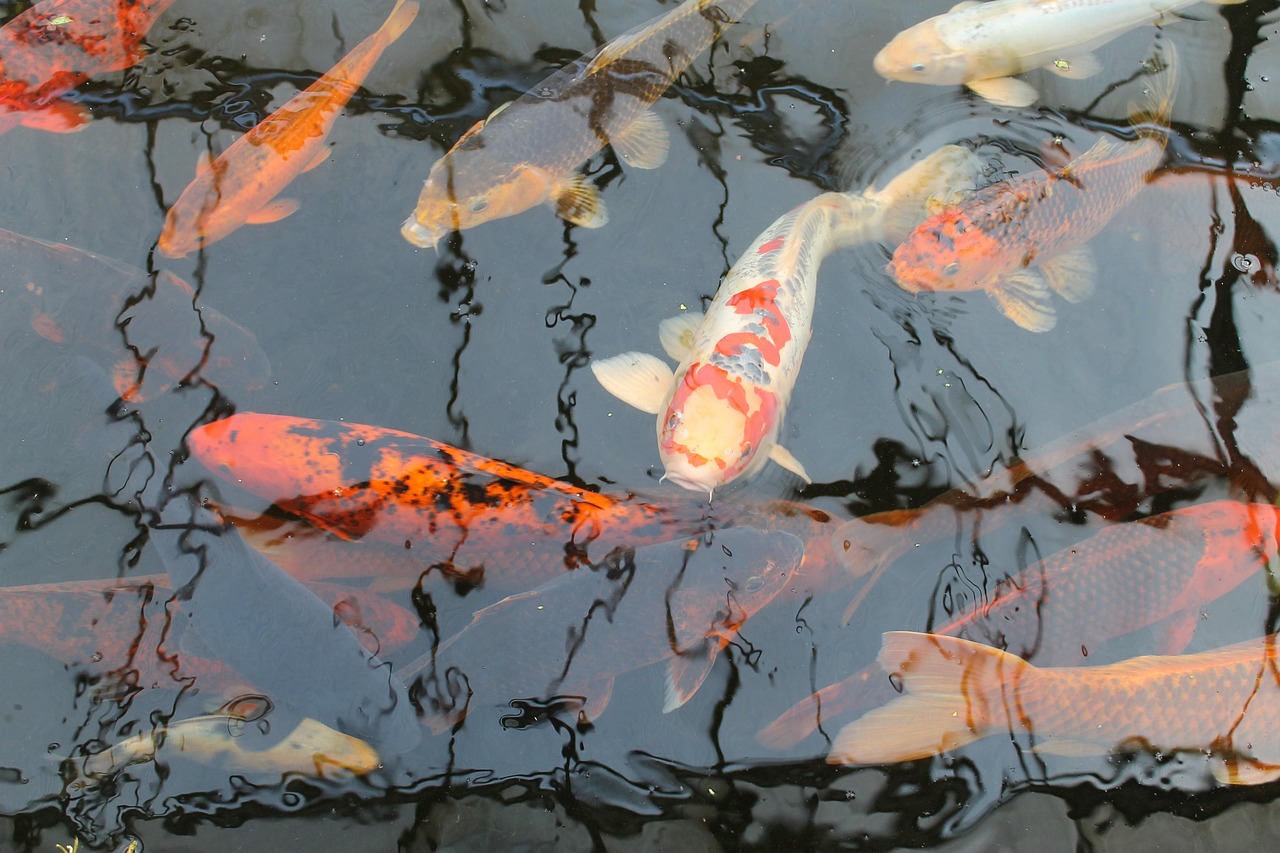koi, fish, carp, japanese, pond, nature, animal, koi carp, water, goldfish, koi, koi, koi, koi, koi carp, koi carp, koi carp, koi carp, koi carp, goldfish, goldfish