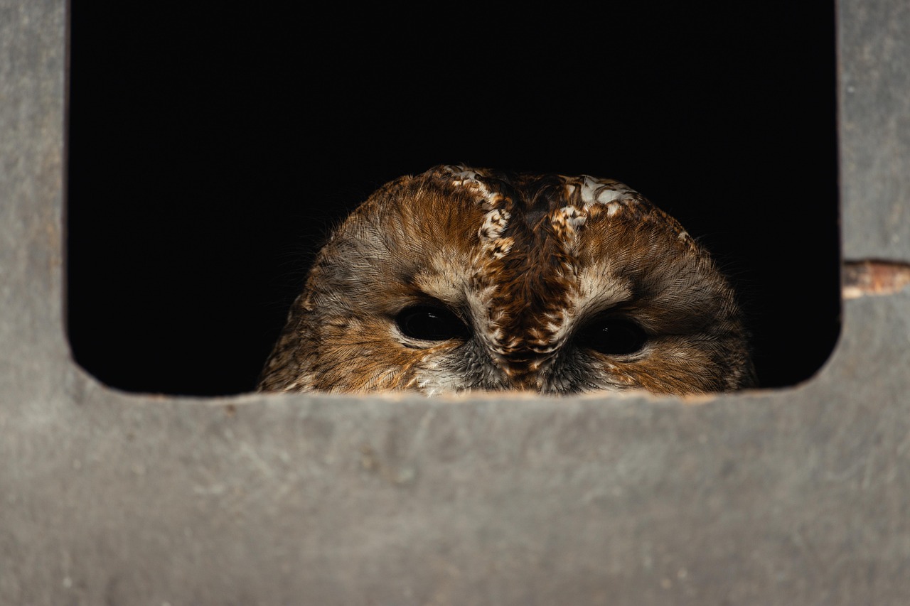 tawny owl, bird of prey, tallinn zoo, predator, nocturnal, night, close up, nature, spring, sunny day, darkness, protecting nest, estonia, owl, dark, brown