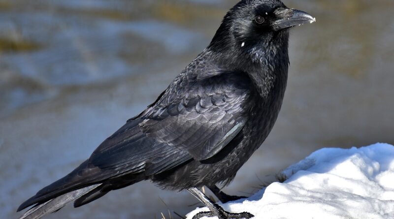 common raven, crow, snow, cold, raven bird, animal, nature, feathers, black, plumage, crow, crow, crow, crow, crow