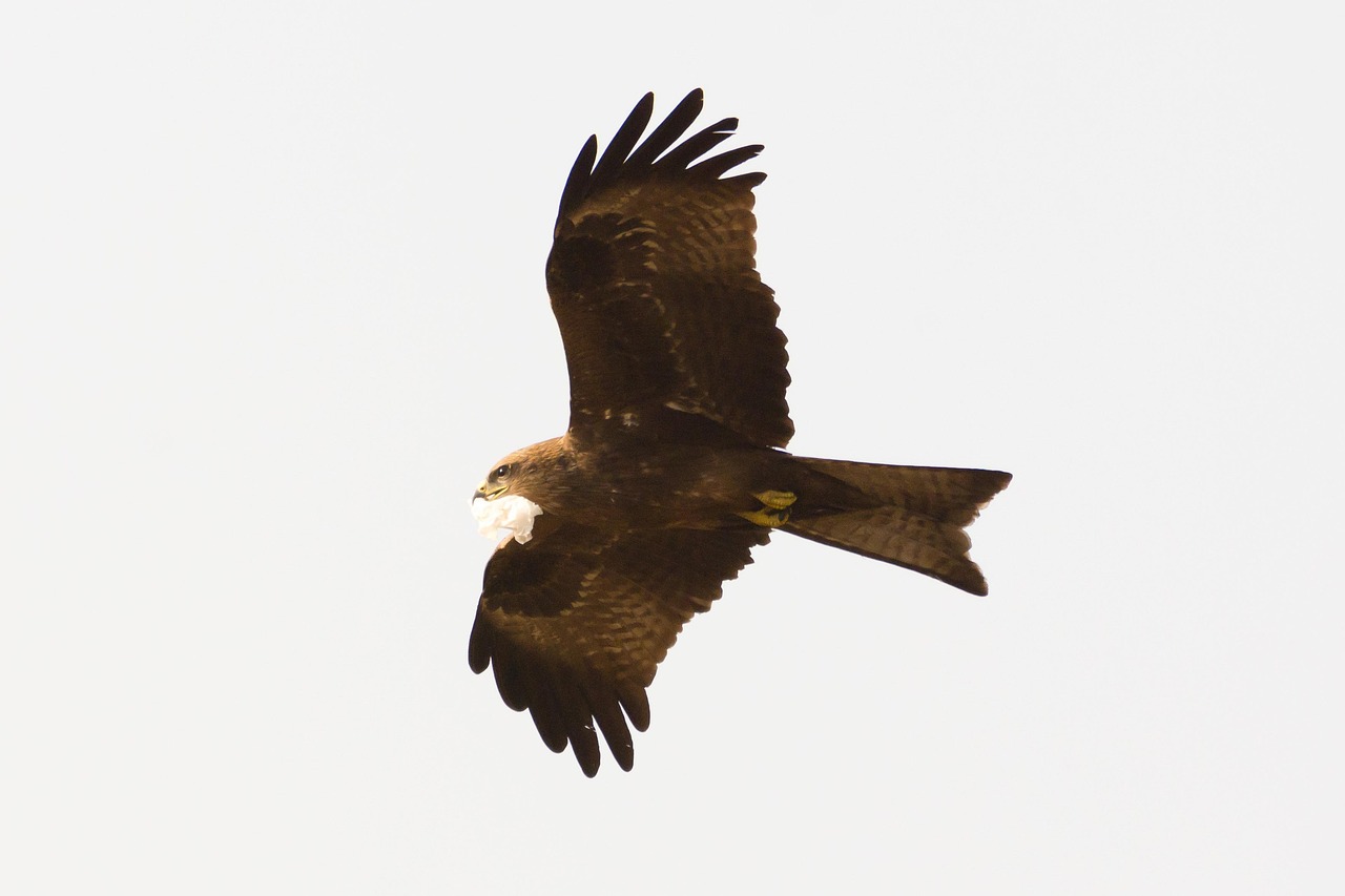 bird, wings, animal, nature, flying, freedom, beautiful, fly, peace, eagle, pollution, save nature, bird photography, nikon, logo, presentation, texture, phoenix, eagle, eagle, eagle, save nature, logo, logo, logo, phoenix, phoenix, phoenix, phoenix, phoenix