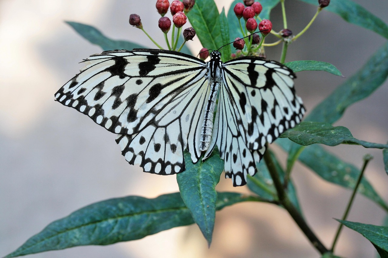 butterfly, insect, leaves, flower buds, idea leuconoe, tropics butterfly, wings, plant, nature, closeup