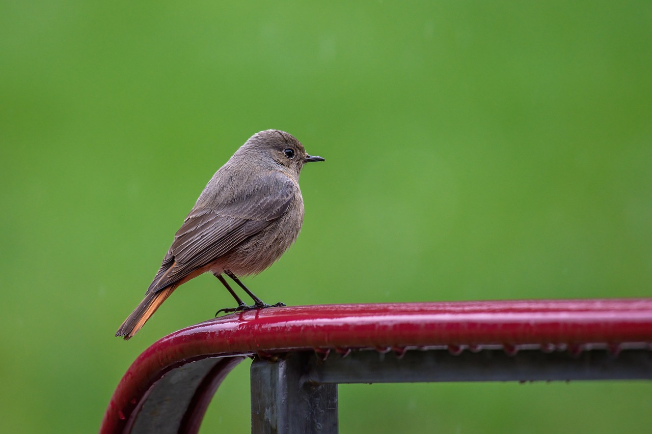 bird, common redstart, songbird, ornithology, species, fauna, animal, beak, wildlife, plumage, bird watching, nature, green, bird, bird, bird, bird, bird, green