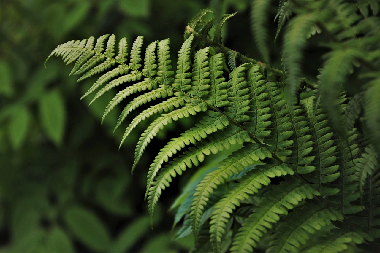 green, fern, flora, plants, botany, rainforest, jungle, forest, in the forest, the smell of, green leaves, ferns, forests, undergrowth, leaf, nature, green things, growth, lush