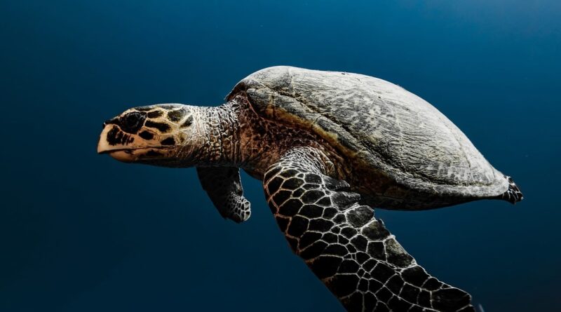 hawksbill turtle, sea turtle, underwater, ocean, nature, diving, animal, photography, blue sea, coral reef, flippers, submersion, diving helmet, depth, tiger turtle, black and white, skin, yellow-brown, scales, brown color, black color