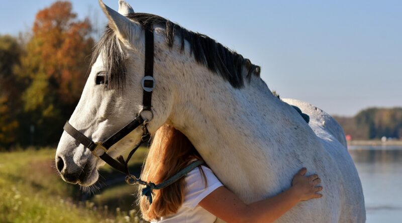 horse, pony, girl, love for animals, a heart for animals, friendship, animal, cute, small horse, nature, small horse breed, smooch, horse, horse, horse, horse, horse, pony, pony
