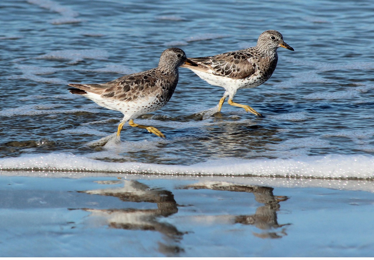 birds, least sandpiper, nature, ornithology, species, waterfowl, water birds, animal, shorebird