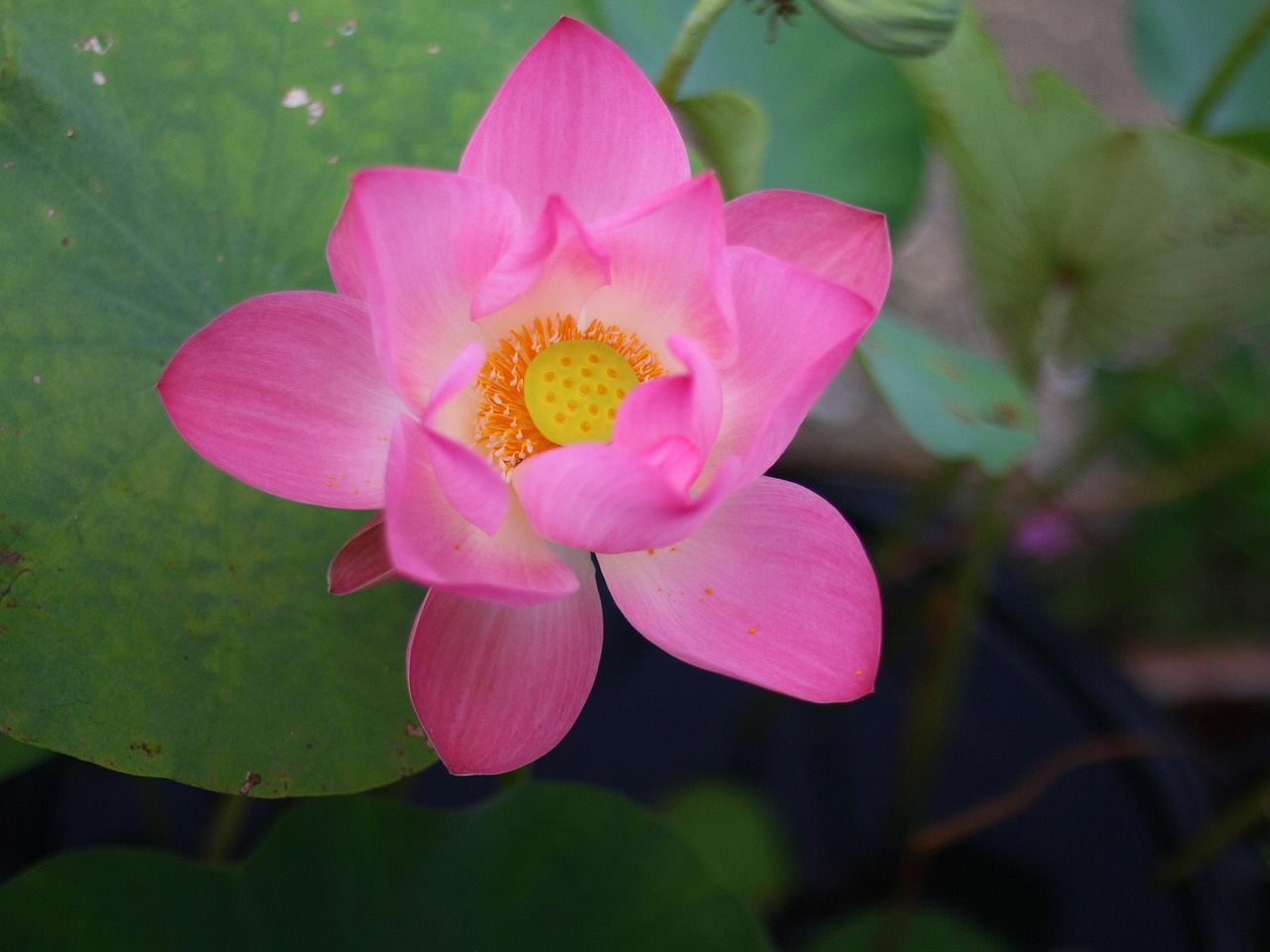 lotus, lotus flower, lotus flower tattoo, lotus flower tattoo meaning, blue lotus flower, lotus flower drawing, lotus flower bomb lyrics, lotus flower bomb, what does a lotus flower mean, origami lotus flower, white lotus flower, lotus flower art, lotus flower and butterfly tattoo, lotus flower arrangement, lotus flower aesthetic, lotus flower avatar, lotus flower and moon tattoo, lotus flower and moon meaning, lotus flower arm tattoo, lotus flower anime, about lotus flower in english