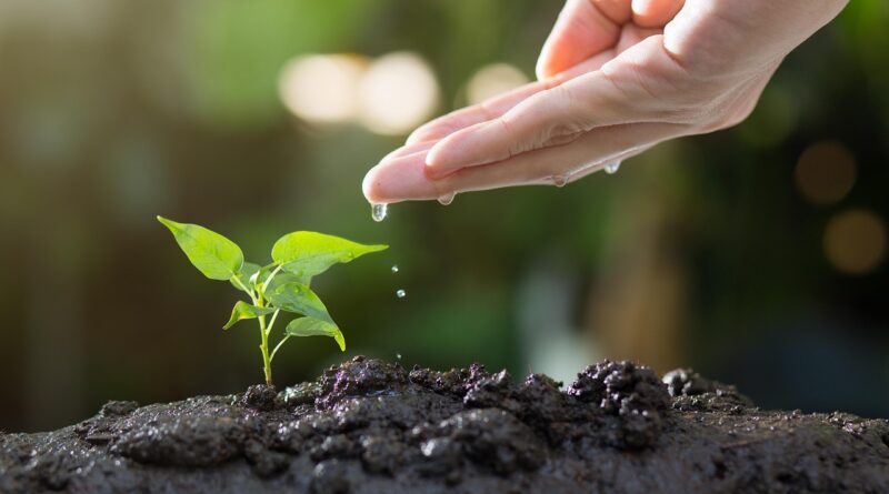 soil, plants, grow, agriculture, green, life, seed, tree, seeding, leaves, sprout, garden, environmental, ecology, growth, planting, spring, gardening, nature, soil, sprout, ecology, growth, growth, planting, planting, gardening, gardening, gardening, gardening, gardening