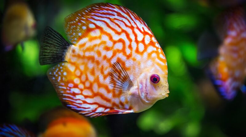 discus fish, fish, aquarium, fauna, symphysodon aequifasciatus, nature, animal, swim, underwater, aquatic, aquatic animal, scaly, fish, fish, fish, fish, fish
