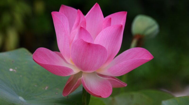 lotus, lotus flower, lotus flower tattoo, lotus flower tattoo meaning, blue lotus flower, lotus flower drawing, lotus flower bomb lyrics, lotus flower bomb, what does a lotus flower mean, origami lotus flower, white lotus flower, lotus flower art, lotus flower and butterfly tattoo, lotus flower arrangement, lotus flower aesthetic, lotus flower avatar, lotus flower and moon tattoo, lotus flower and moon meaning, lotus flower arm tattoo, lotus flower anime, about lotus flower in english