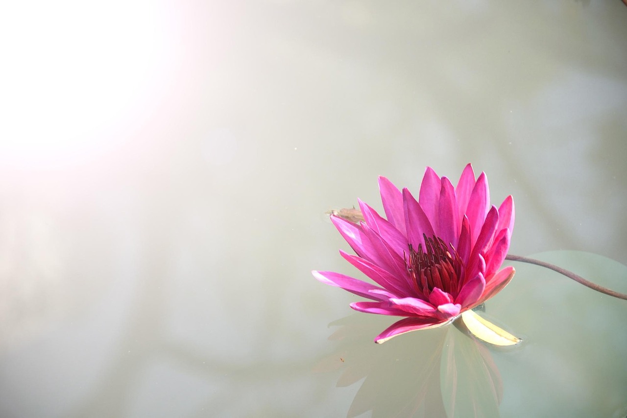 Lotus meaning tattoo guide for symbolism, colors, and placement