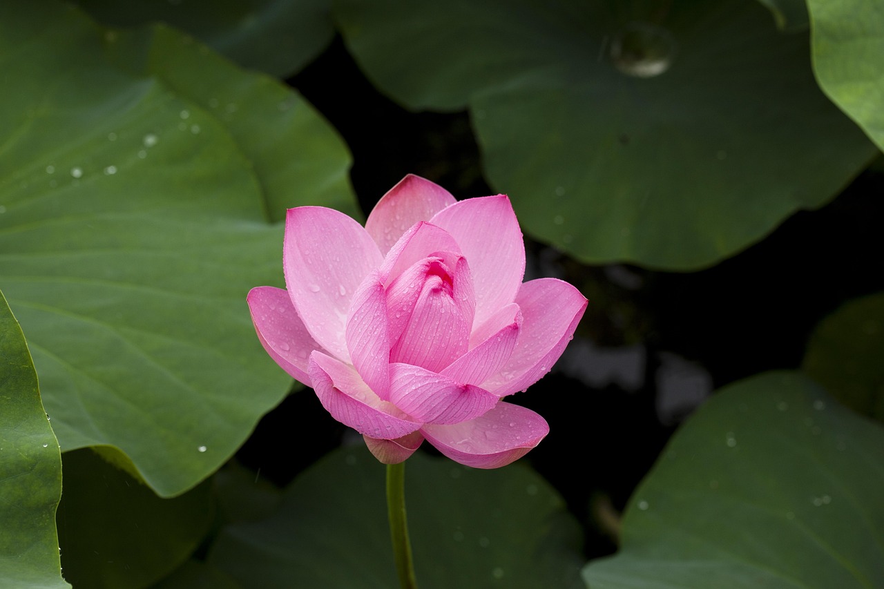 lotus, flower, beautiful flowers, lotus leaves, lotus flower, flower background, pink flower, petals, pink petals, dew, dewdrops, water droplets, aquatic plants, flower wallpaper, flora, nature, pond, plants