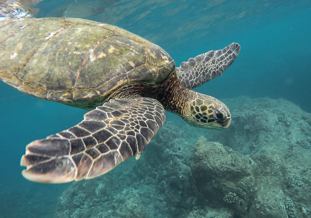 animal, turtle, coral reef, ocean, sea, swimming, tortoise, underwater, water, wildlife, animal world, wildlife photography, reptile, nature, earth day
