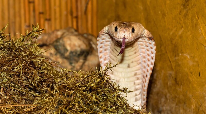 line, venomous snake, cobra, close up, reptile, dangerous, poisonous, cobra, cobra, cobra, cobra, cobra