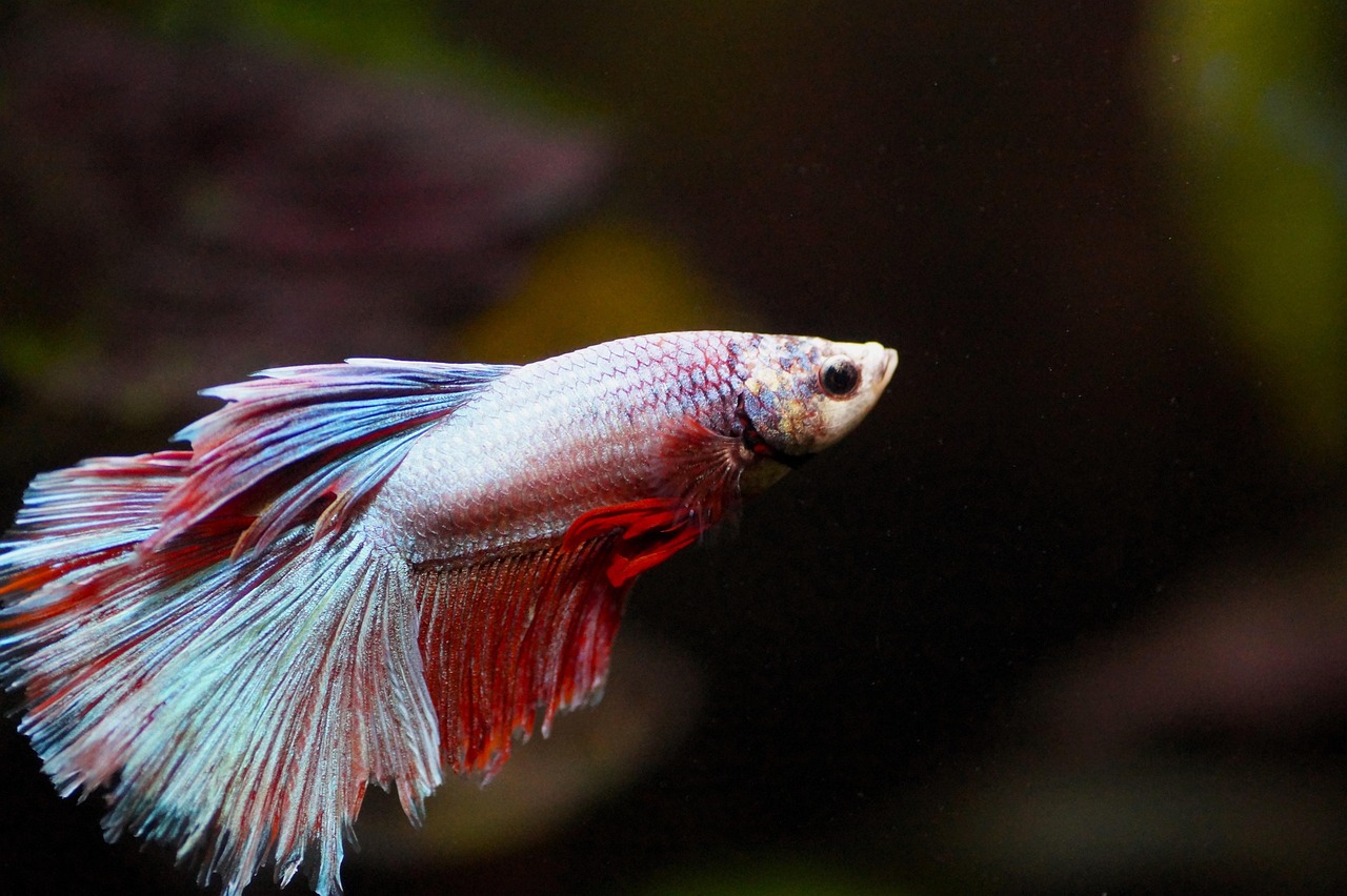 fish, beta, nature, aquarium, fighter, freshwater, male