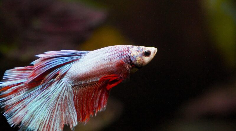 fish, beta, aquarium, fighter, freshwater, nature, male