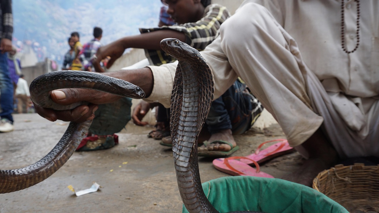 snake, black, black snake, cob, wild, animal, wildlife, predator, nature, reptile, natural, dangerous, danger, yellow, viper, endangered, prey, poisonous, carnivore, african, white, black-chested, black-breasted, powerful, bird, avian, arid, south, park, bite, safari, conservation, circaetus, crawling, reserve, chested, raptor, buzzard, chomu, reengus, jaipur, mumbai, kota, snake, snake, snake, snake, snake, black snake, mumbai, mumbai