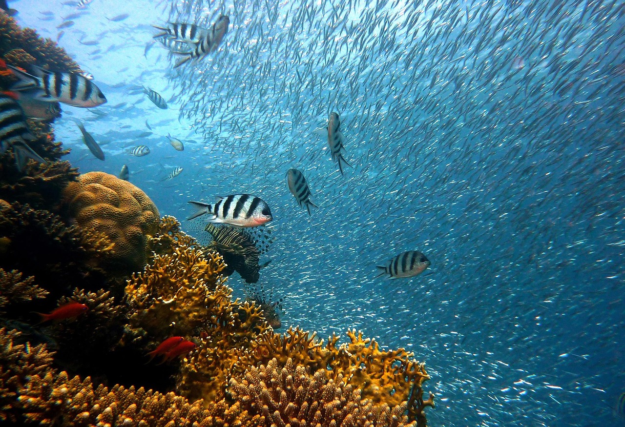 fish, underwater, corals, sea, ocean, coral reef, school of fish, school, nature, diving, water, underwater world, reef, water creatures